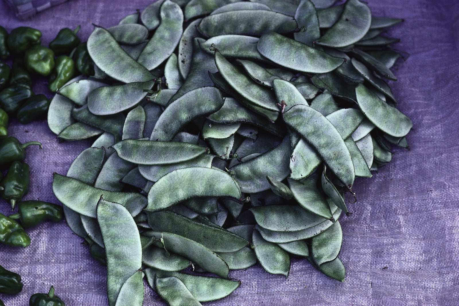 Grüne Bohnenschoten auf einem lila Tuch