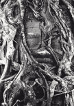 Buddha overgrown by the wool tree