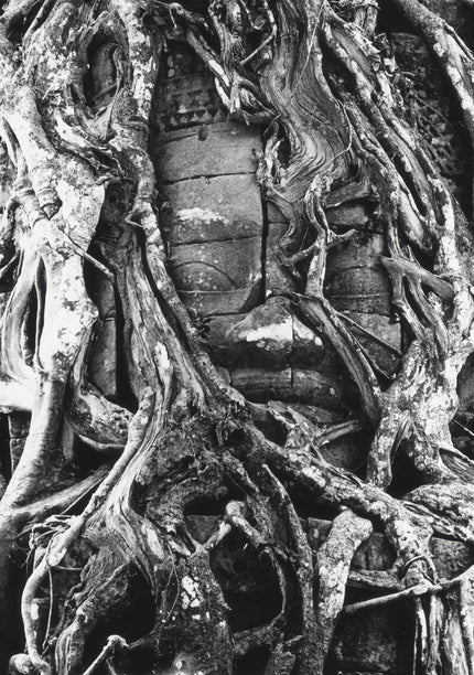 Buddha vom Wollbaum überwachsen