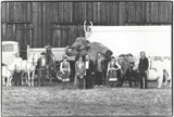 Circus Apollo