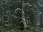 Ohne Titel (WALD_6678)