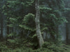 Ohne Titel (WALD_6678)
