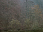 Ohne Titel (WALD_6652)