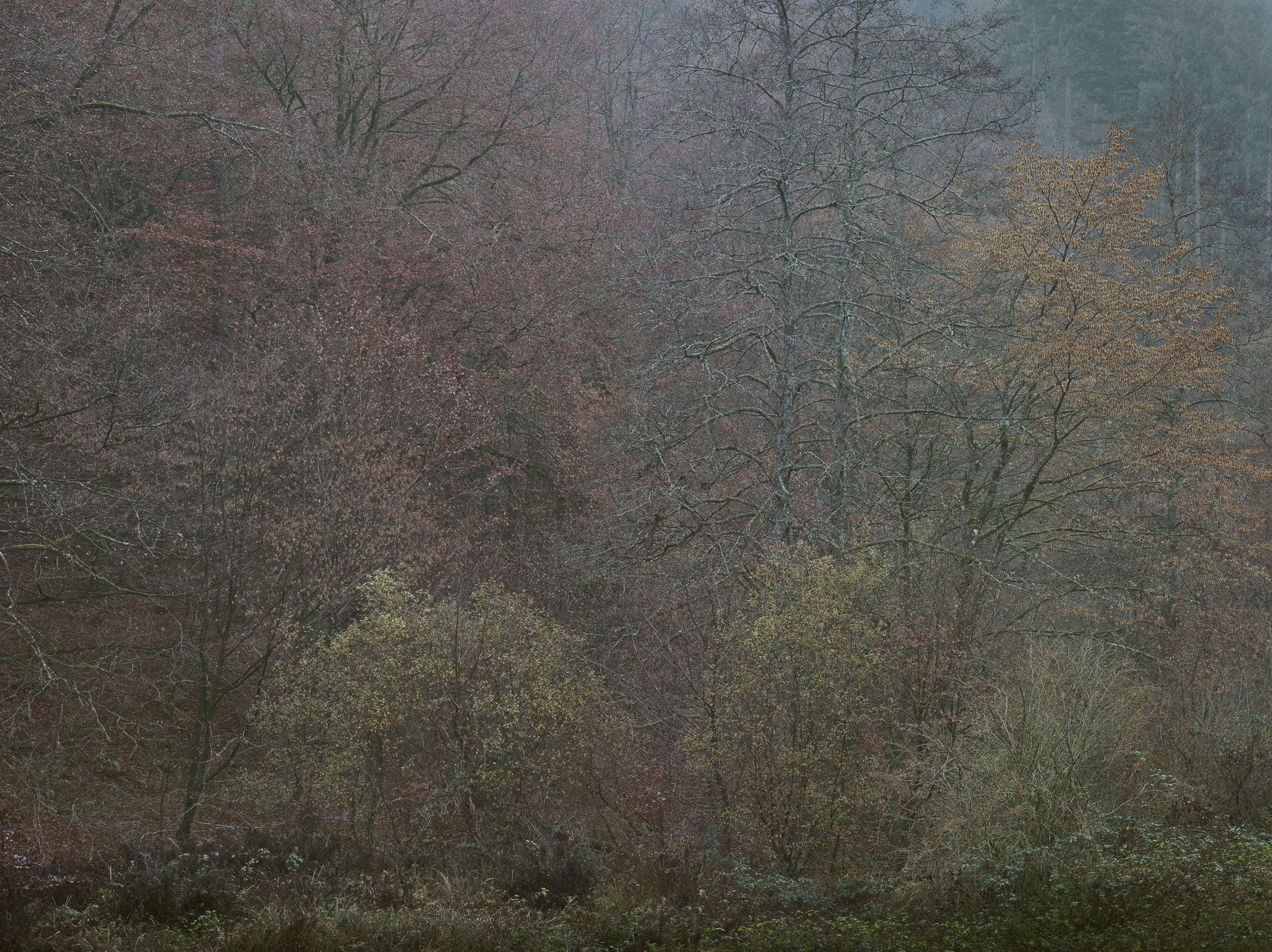 Ohne Titel (WALD_6652)
