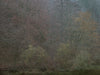 Ohne Titel (WALD_6652)