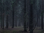 Ohne Titel (WALD_3953)