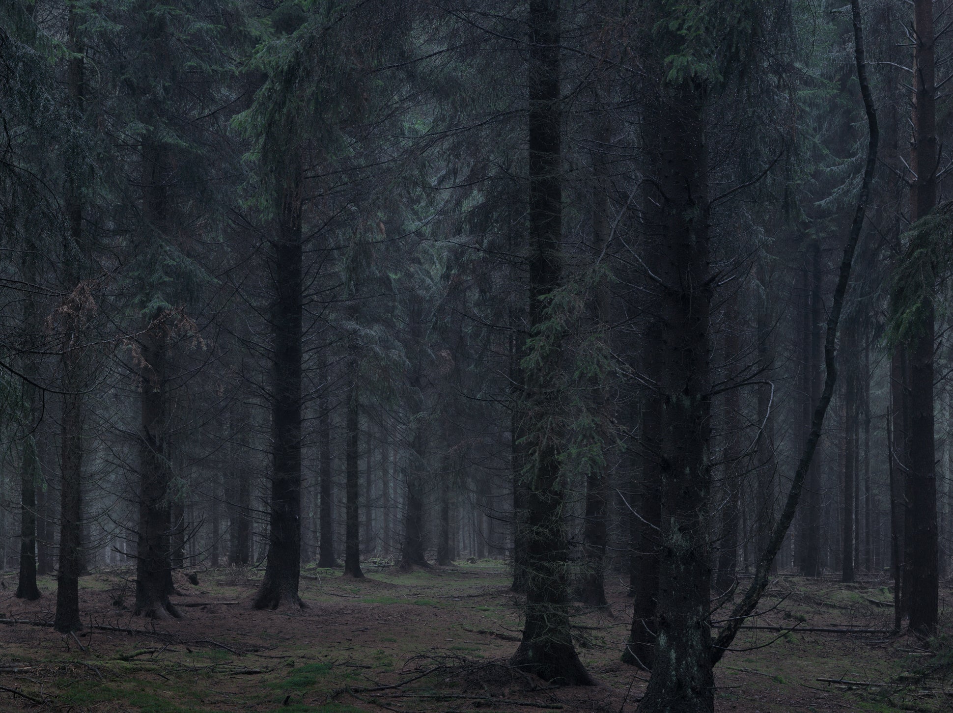 Ohne Titel (WALD_3953)
