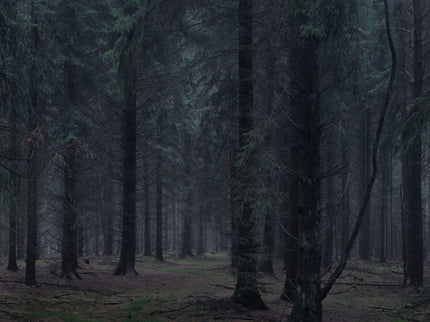 Ohne Titel (WALD_3953)