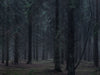 Ohne Titel (WALD_3953)