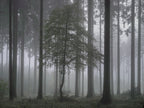 Untitled (WALD_2716)