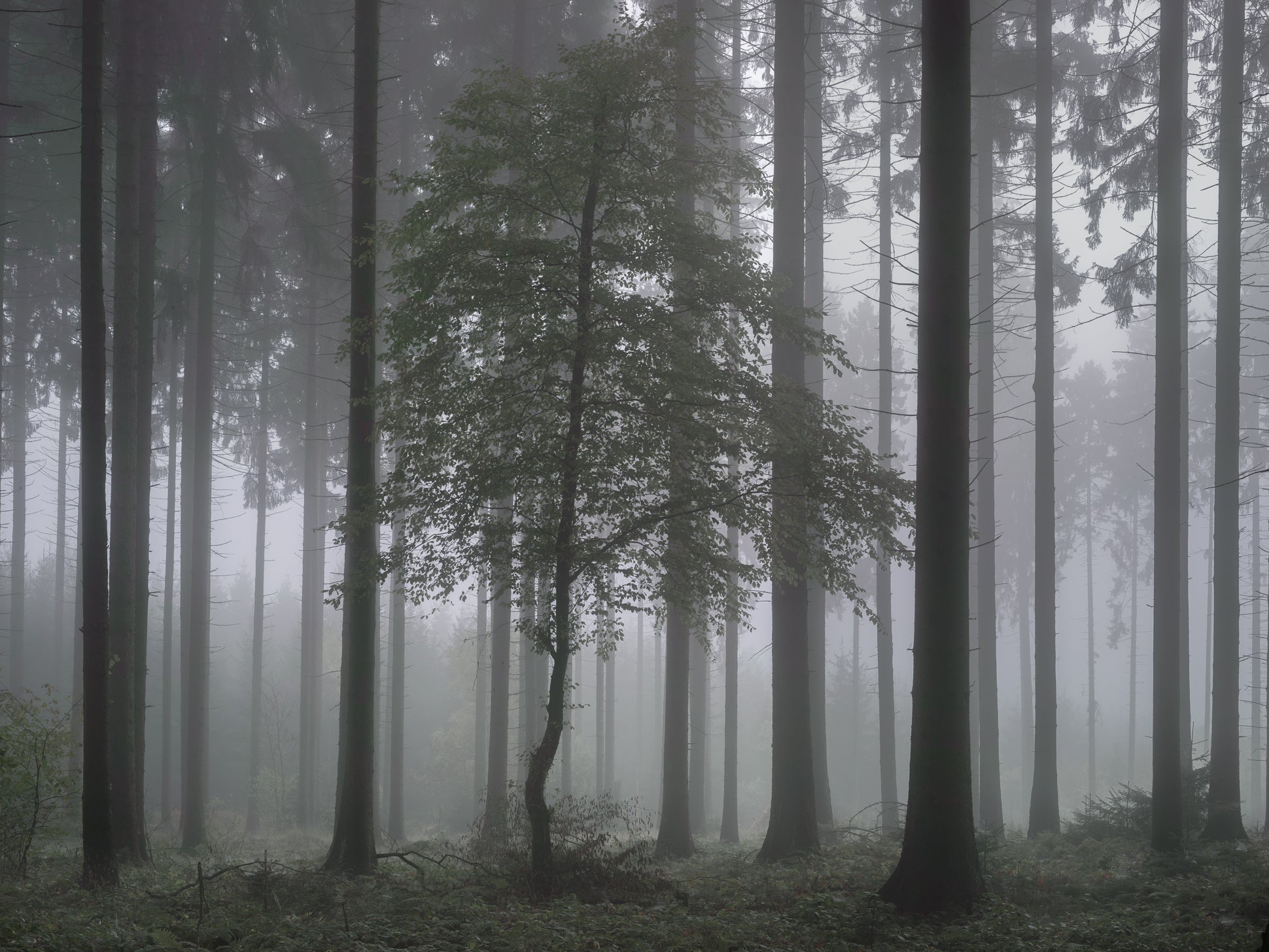 Untitled (WALD_2716)