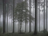 Untitled (WALD_2716)