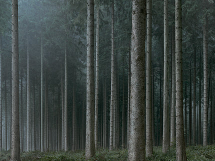 Ohne Titel (WALD_2016)
