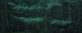 Untitled (WALD_1000)