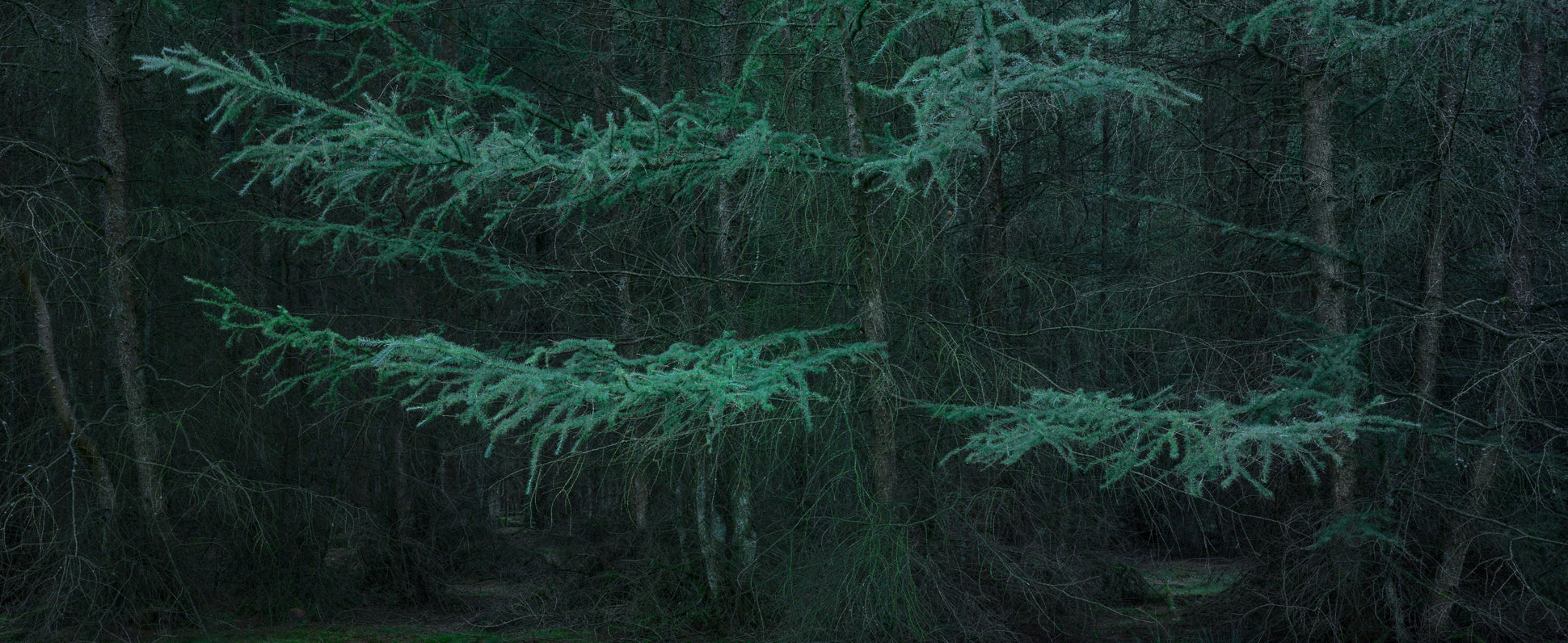 Untitled (WALD_1000)