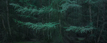 Ohne Titel (WALD_1000)