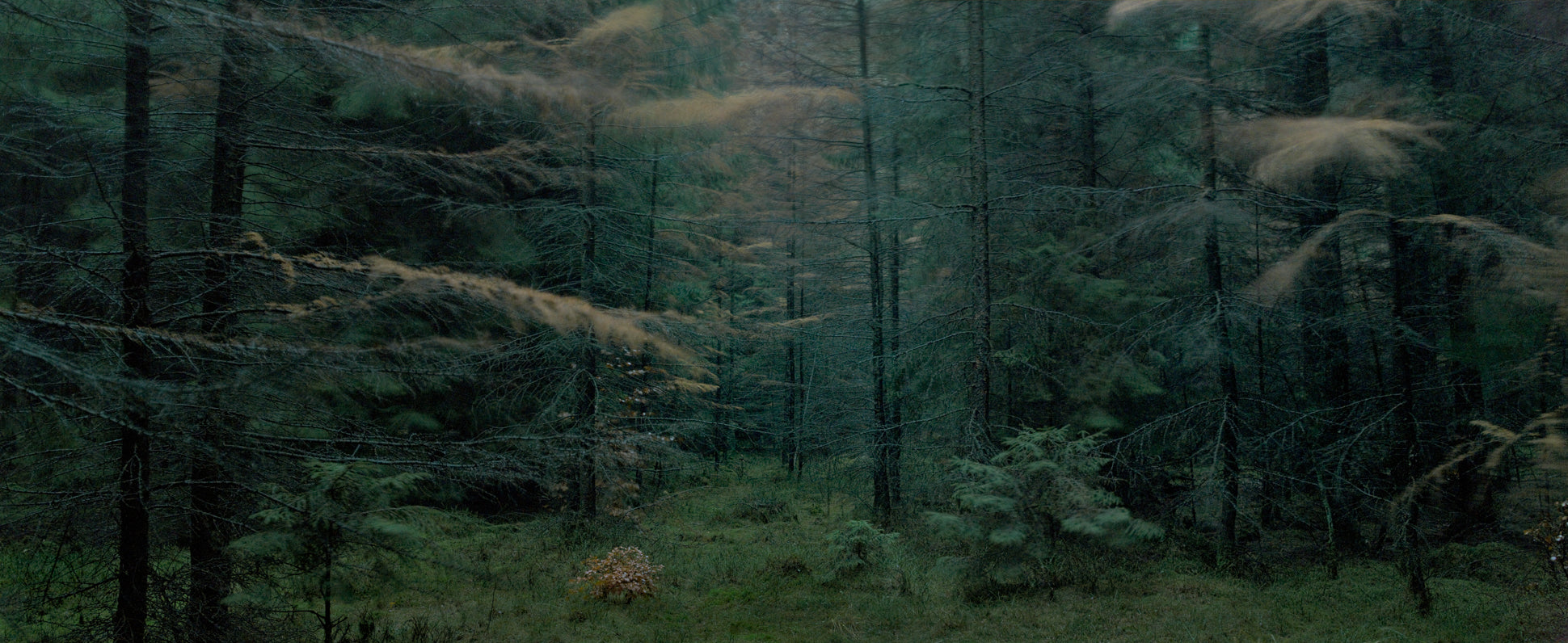 Ohne Titel (WALD_0576)