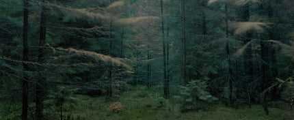 Ohne Titel (WALD_0576)