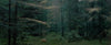Ohne Titel (WALD_0576)