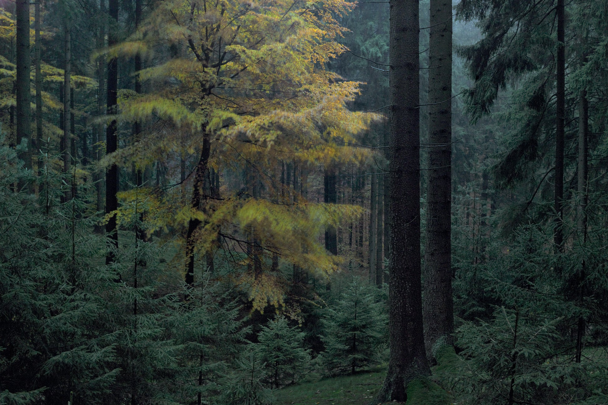 Untitled (WALD_0452)