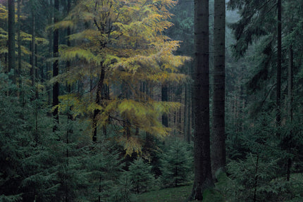 Ohne Titel (WALD_0452)
