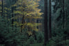 Untitled (WALD_0452)