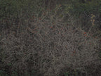 Untitled (R 7833)