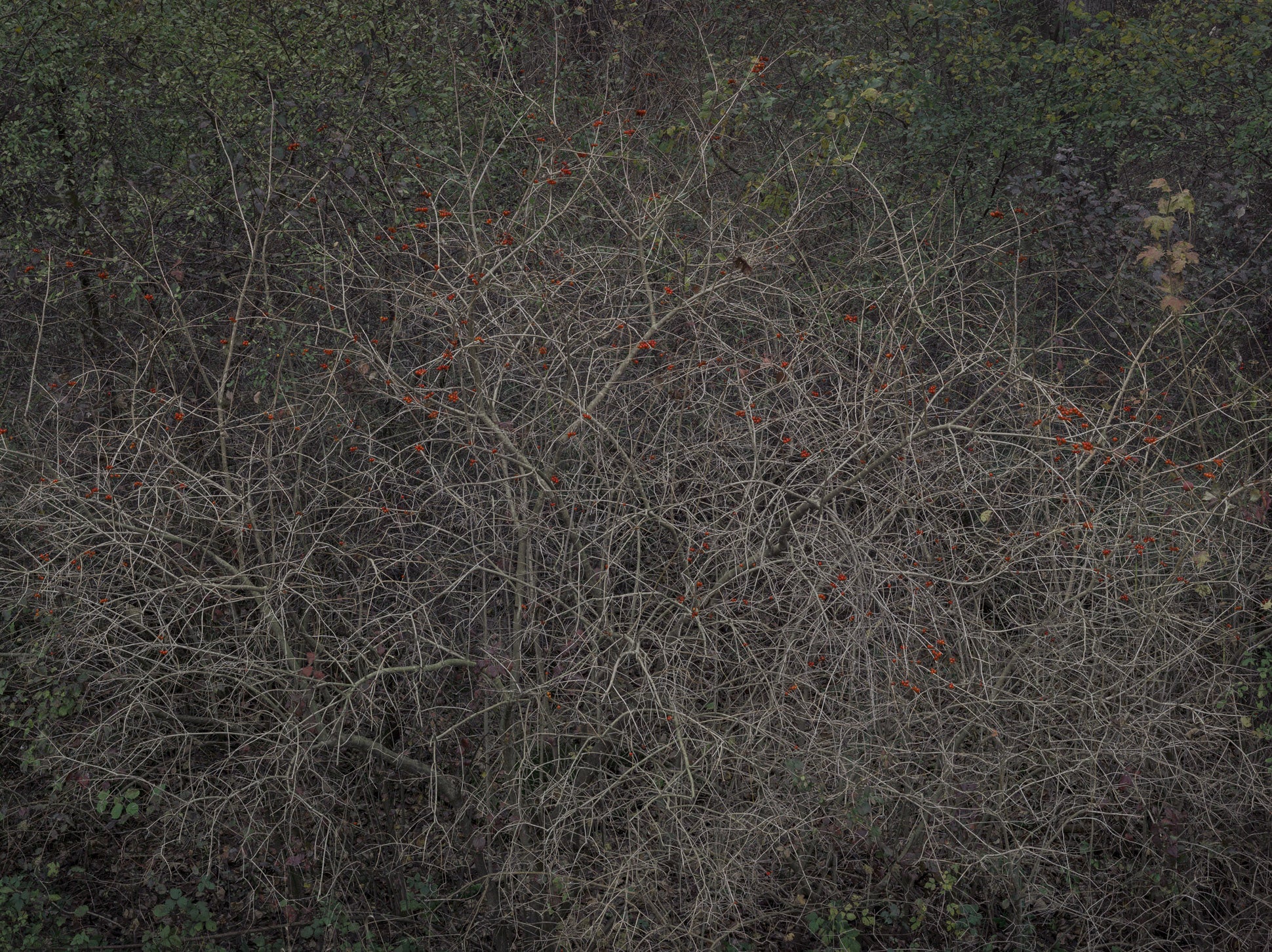 Untitled (R 7833)