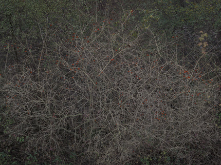 Ohne Titel (R 7833)