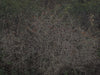 Untitled (R 7833)