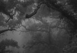 Untitled (ML 2219-Pano)