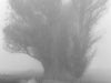 Untitled (ML R0135)