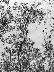 Untitled (P c8057)