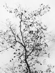Ohne Titel (P 7159)
