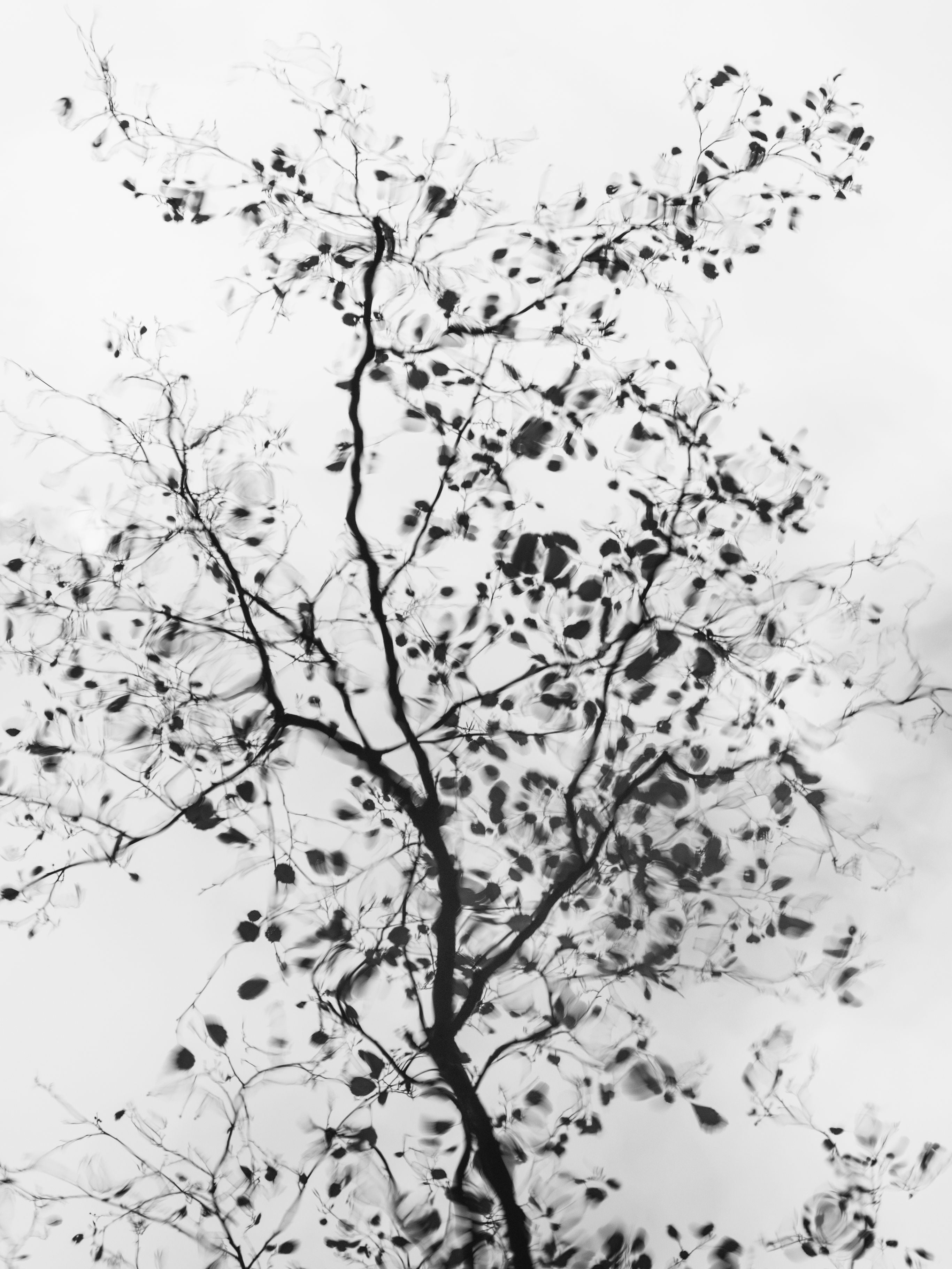 Ohne Titel (P 7159)