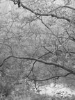 Untitled (P c6033)