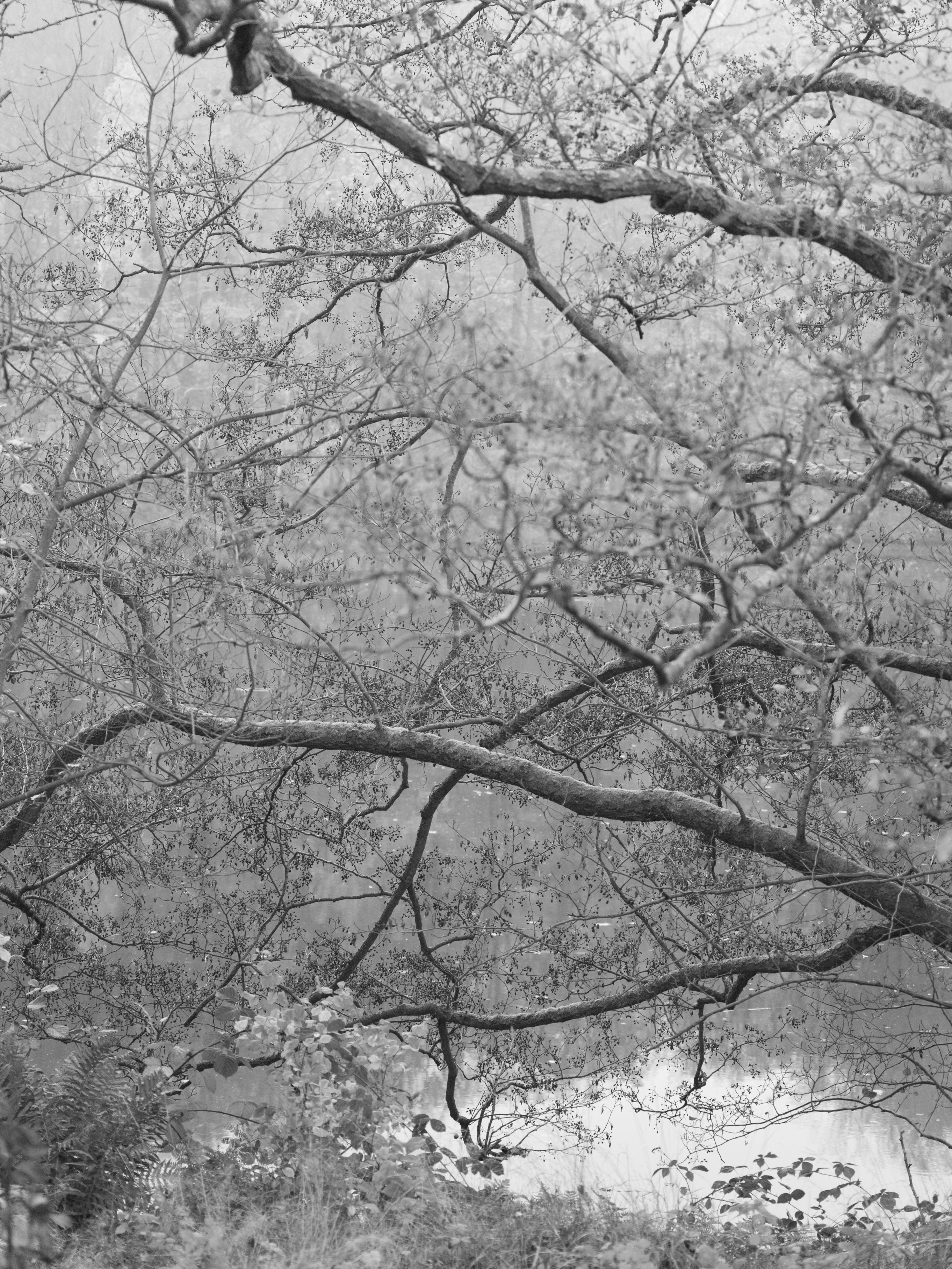 Untitled (P c6033)