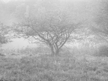 Ohne Titel (P 4220)