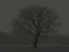 Ohne Titel