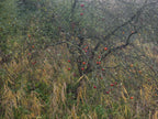 Ohne Titel (R 8270)