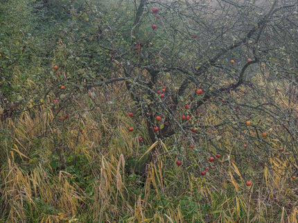 Ohne Titel (R 8270)