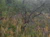 Ohne Titel (R 8270)
