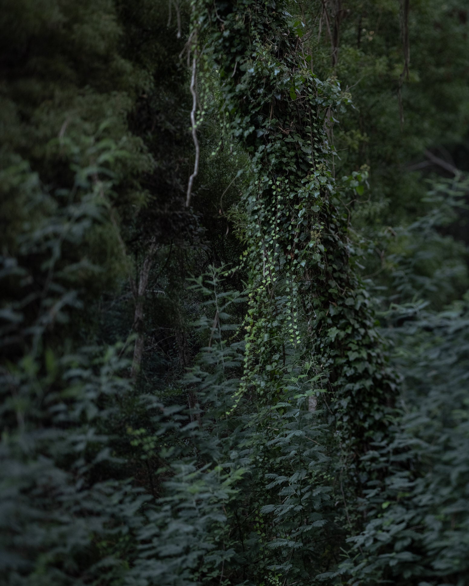 Untitled (MG 6491)