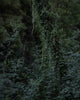 Untitled (MG 6491)