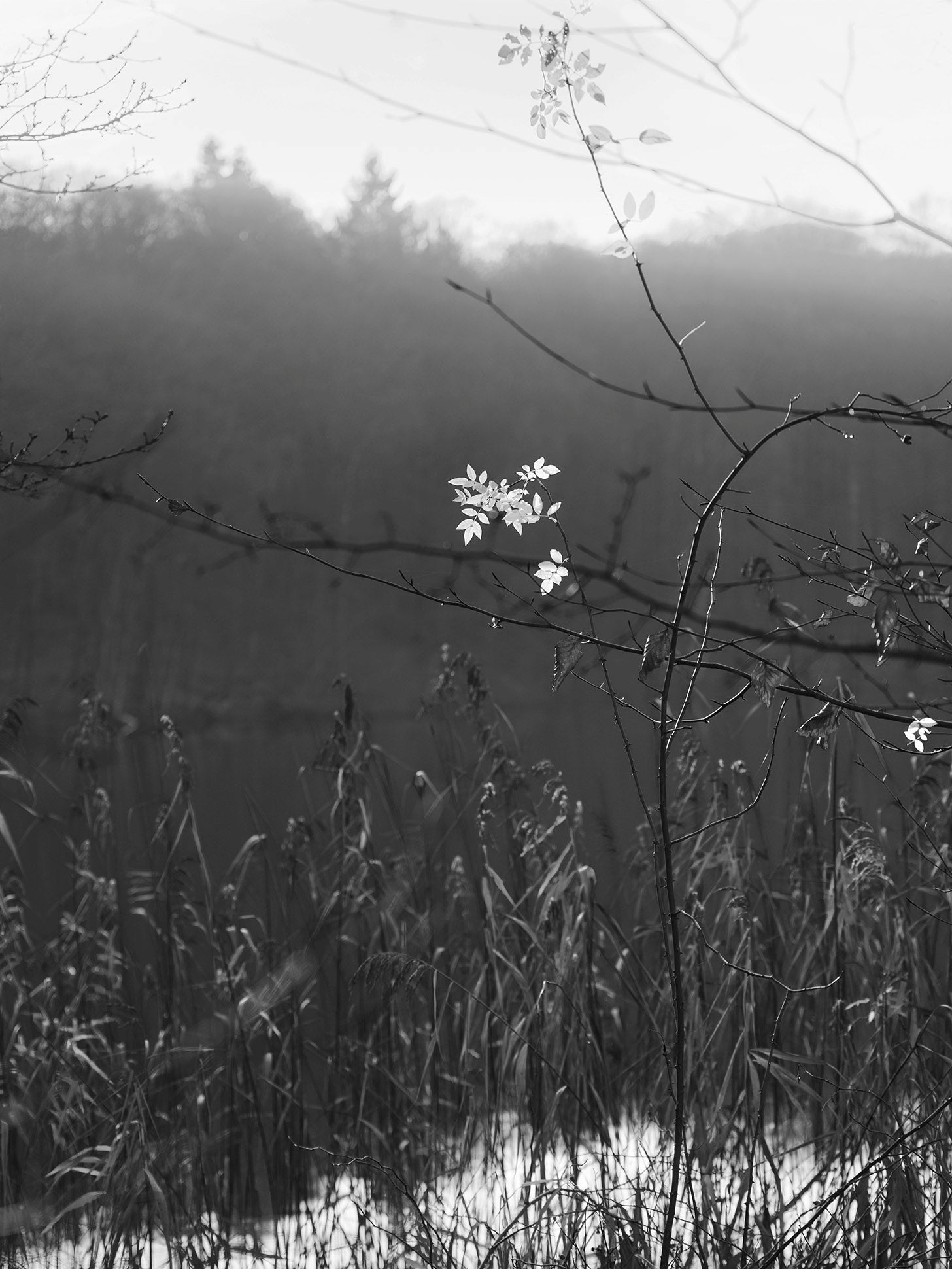 Ohne Titel (P 27311-9)
