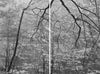 Ohne Titel (P 24623 D)