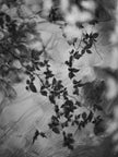 Ohne Titel (P 17168)
