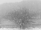 Ohne Titel (P 10758)