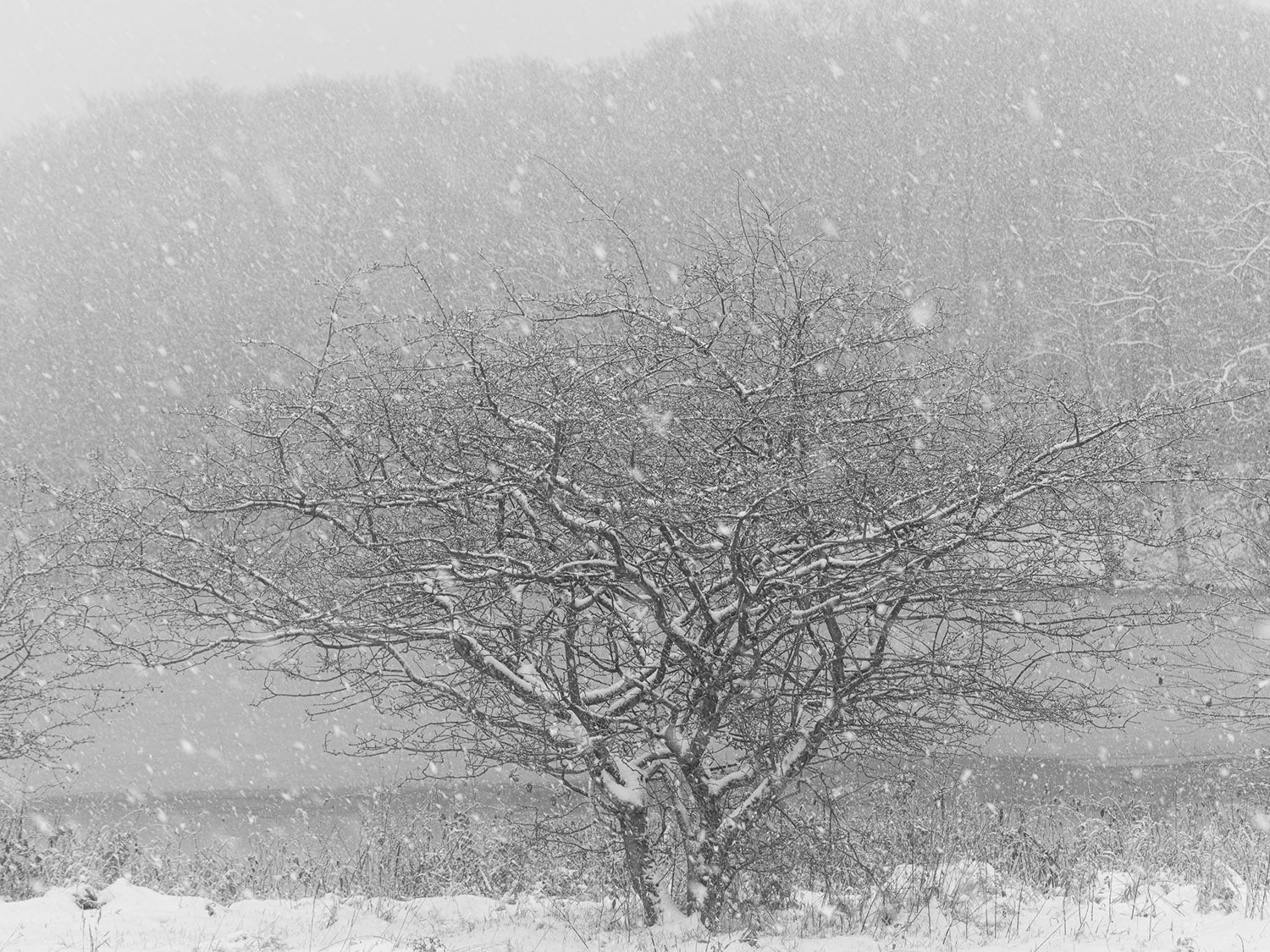 Ohne Titel (P 10758)