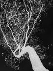 Ohne Titel (P 7121 N)